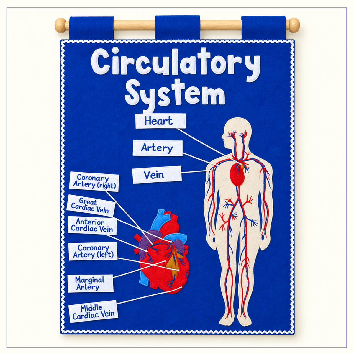 Circulatory System - Fabric Wall Chart