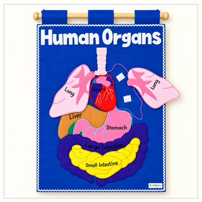 Human Organ - Fabric Wall Chart
