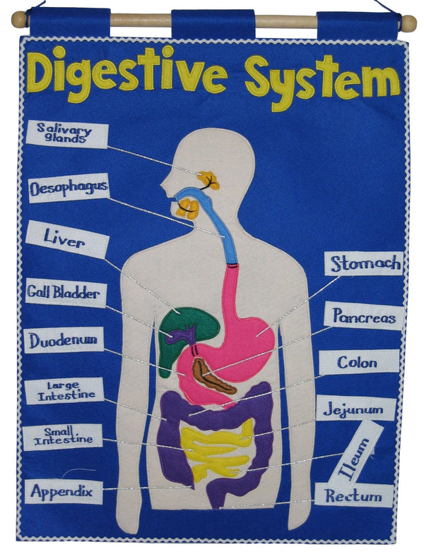 Digestive System - Fabric Wall Chart - Rainbow Educational