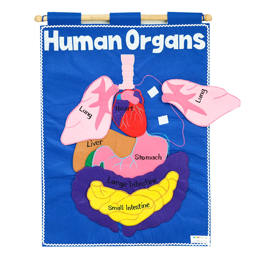Human Organ - Fabric Wall Chart